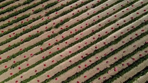 Vineyard Video stock 332913885