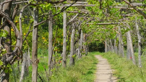 Vineyard footpath, passing through path Stock Footage 51365751