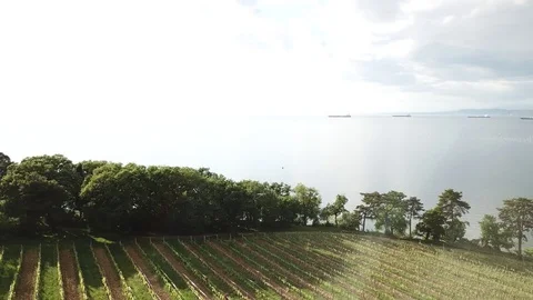 Vineyard forest and sun Video stock 129755845