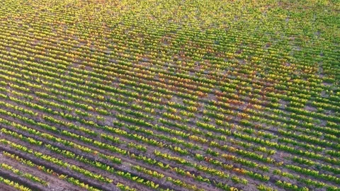 Vineyard in France with dense parallel grapevine rows and low trellised Stock Footage 346331715