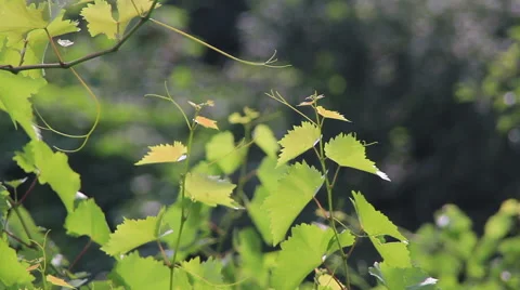 Vineyard fresh leafs Stock Footage 45616278