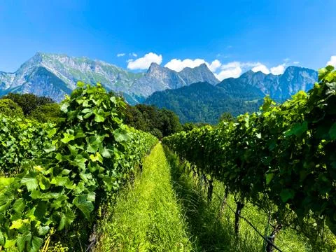 Vineyard in front of an alpine massif Stock Photos