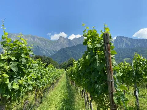 Vineyard in front of an alpine massif Stock Photos
