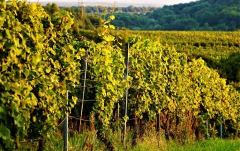 Vineyard in front of a hill Stock Photos