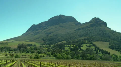 Vineyard in front of a mountain Stock Footage 29645822