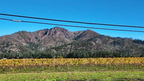 Vineyard in Front of Mountain Range Stock Footage 269233161