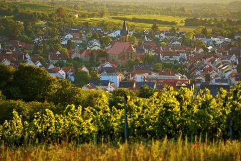 Vineyard in front of a village Stock Photos