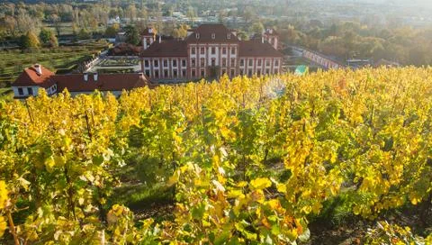 Vineyard full of sun Stock Photos
