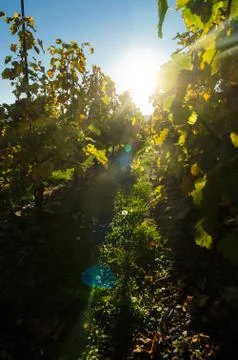 Vineyard full of sun Stock Photos