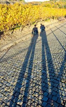 Vineyard full of sun Stock Photos