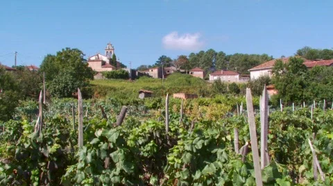 Vineyard, Galicia, Spain Video stock 86375