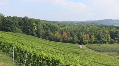 Vineyard in Germany Stock Footage 77213554