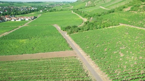 Vineyard in Germany. Grape fields top view. Winemaking Stock Footage 245087289