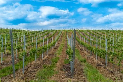 Vineyard Germany Hessen Foto stock