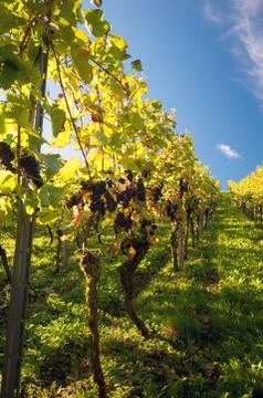 Vineyard in germany Stock Photos