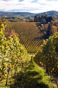 Vineyard in germany Stock Photos