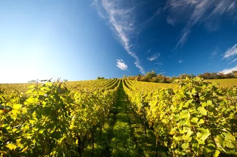 Vineyard in germany Stock Photos
