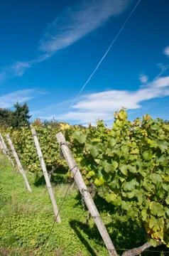 Vineyard in germany Stock Photos