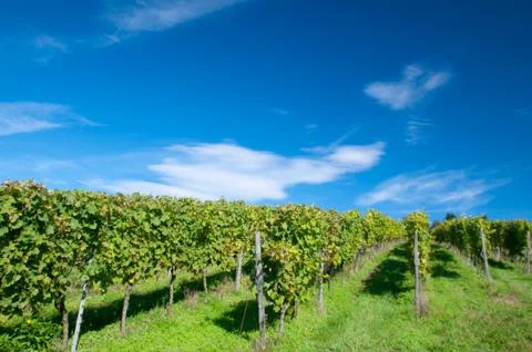 Vineyard in germany Stock Photos