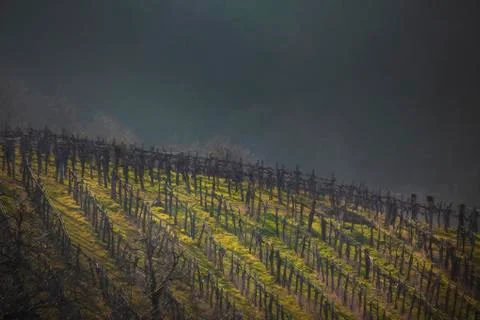 Vineyard in goriska brda Stock Photos