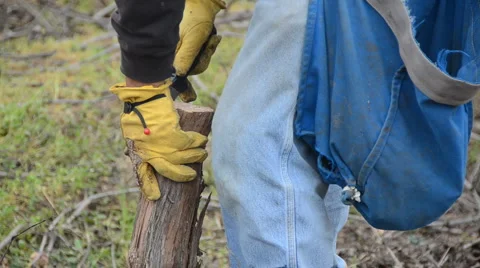 Vineyard grafting spring 1 Video stock 1180695