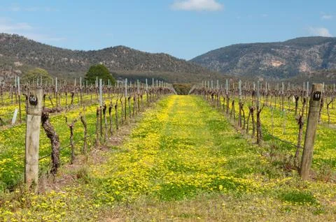 Vineyard - Grampians Stock Photos
