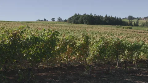 Vineyard grape leaves blow in the wind, static shot Stock Footage 332255191