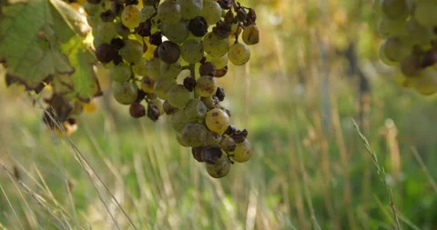 Vineyard grape with noble  rot close-up, slowmotion handheld 4K Stock-Footage 139673635