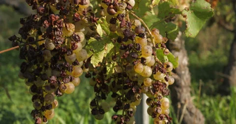 Vineyard grape with noble  rot close-up, slowmotion handheld 4K Stock-Footage 139673882