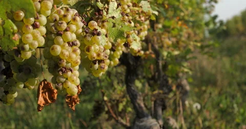 Vineyard grape with noble  rot close-up, slowmotion handheld 4K Stock-Footage 139674051