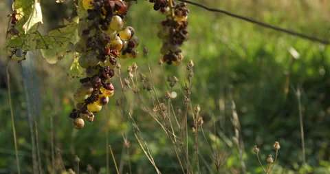 Vineyard grape with noble  rot close-up, slowmotion handheld 4K Stockbeeldmateriaal 139674056