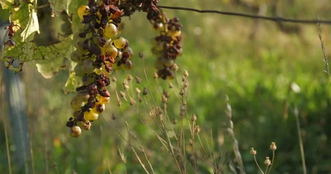 Vineyard grape with noble  rot close-up, slowmotion handheld 4K Stock Footage 139674165