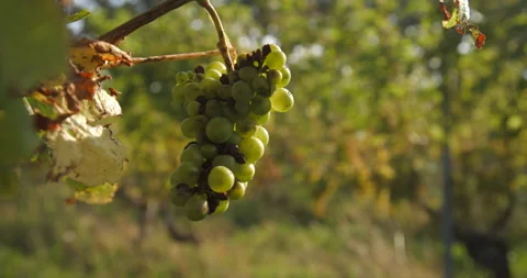 Vineyard grape with noble  rot close-up, slowmotion handheld 4K Stockbeeldmateriaal 139674384