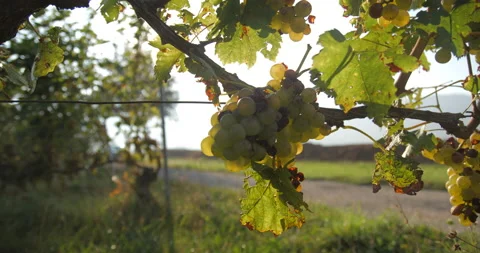 Vineyard grape with noble  rot close-up, slowmotion handheld 4K Видео 139674525
