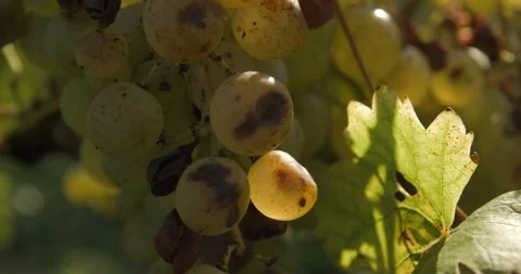 Vineyard grape with noble  rot close-up, slowmotion handheld 4K Видео 139675146