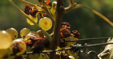 Vineyard grape with noble  rot close-up, slowmotion handheld 4K Video stock 139675177