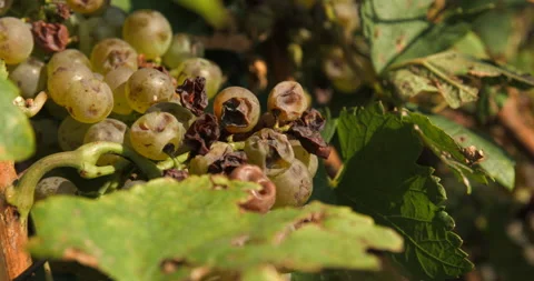 Vineyard grape with noble  rot close-up, slowmotion handheld 4K Stock Footage 139675294