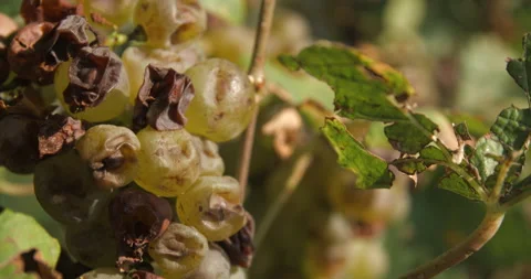 Vineyard grape with noble  rot close-up, slowmotion handheld 4K Stock-Footage 139675472