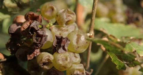 Vineyard grape with noble  rot close-up, slowmotion handheld 4K Stock-Footage 139675518