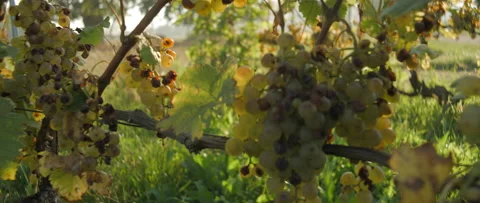Vineyard grape with noble rot close-up, anamorphic slowmotion handheld 4K Видео 139680002