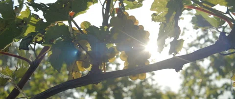 Vineyard grape with noble rot close-up, anamorphic slowmotion handheld 4K Video stock 139680233