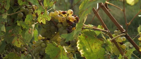 Vineyard grape with noble rot close-up, anamorphic slowmotion handheld 4K Stock Footage 139680275