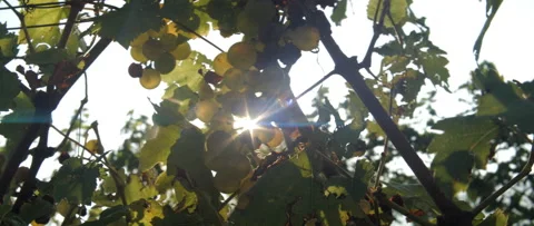 Vineyard grape with noble rot close-up, anamorphic slowmotion handheld 4K Stock Footage 139680716