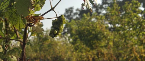 Vineyard grape with noble rot close-up, anamorphic slowmotion handheld 4K 스톡 동영상 139680745