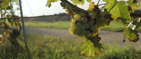 Vineyard grape with noble rot close-up, anamorphic slowmotion handheld 4K Video stock 139680899