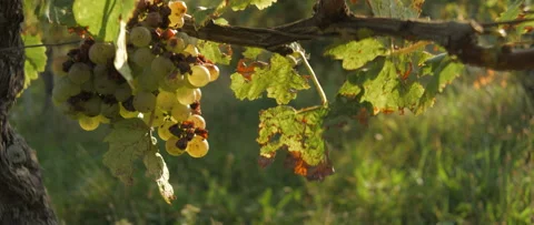Vineyard grape with noble rot close-up, anamorphic slowmotion handheld 4K Stock Footage 139681269
