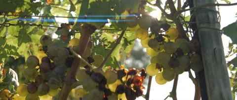 Vineyard grape with noble rot close-up, anamorphic slowmotion handheld 4K Stock Footage 139681278