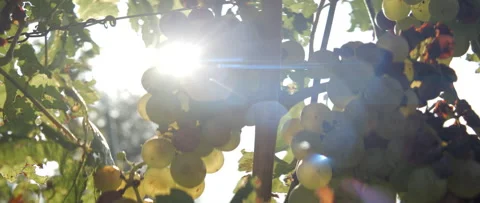 Vineyard grape with noble rot close-up, anamorphic slowmotion handheld 4K Stock Footage 139681417