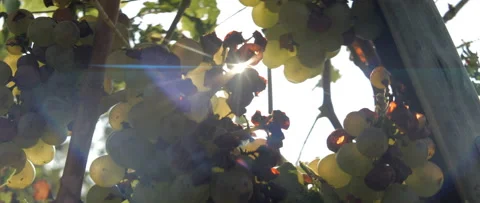 Vineyard grape with noble rot close-up, anamorphic slowmotion handheld 4K Stock-Footage 139681434