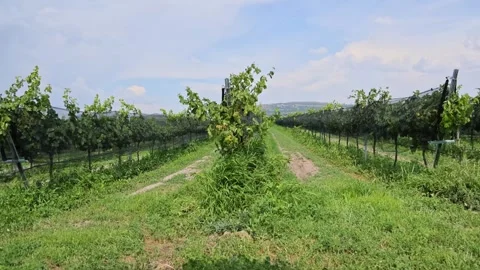 Vineyard Grape Trellis Rows With Netting Central Queretaro Wine Region Stock Footage 345439446